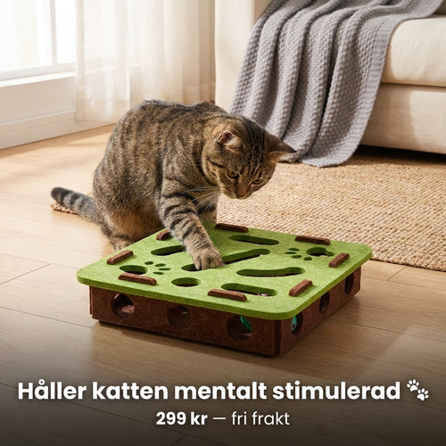 Din katt är smartare än du tror — ge den en utmaning